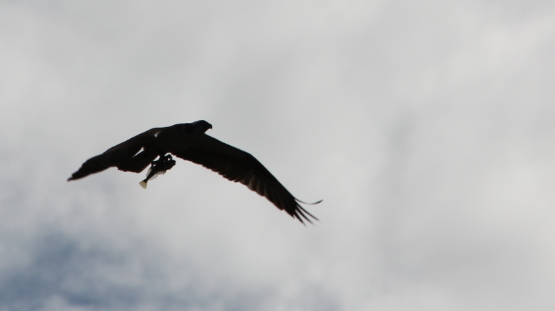 Bald Eagle with Successful Catch